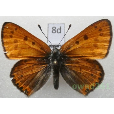 Lycaena thersamon ssp. thersamon Esper, 1784 male Hungary8d